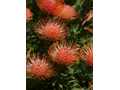 Leucospermum 3